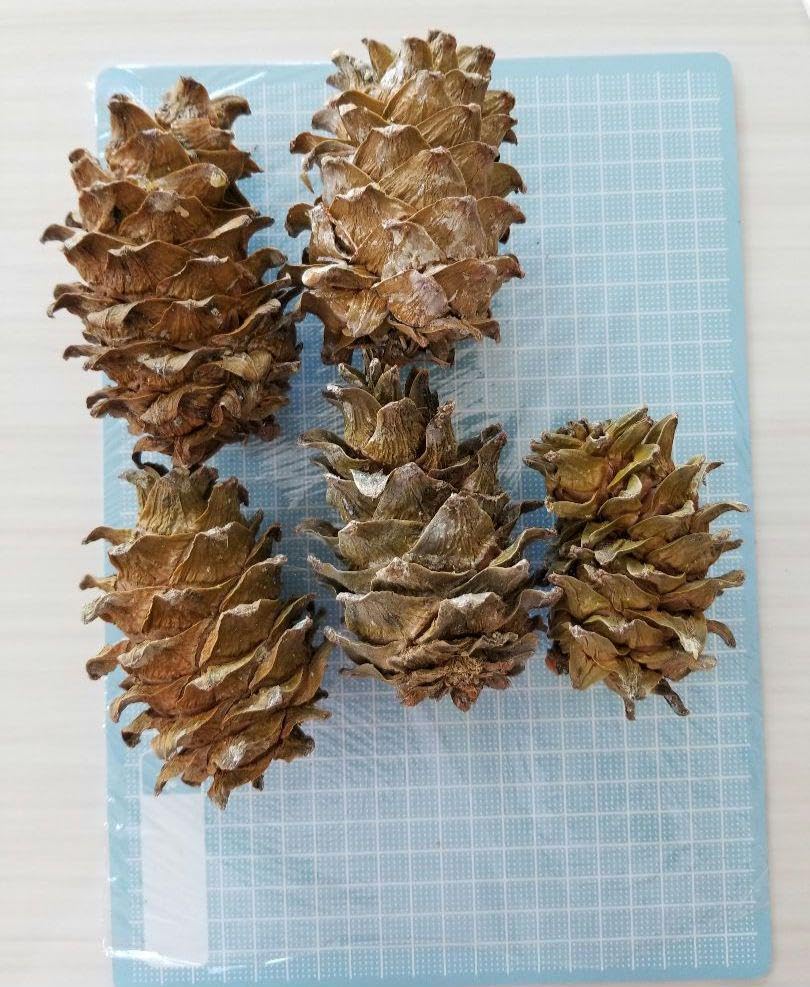 Amazon.co.jp: 種付き丸ごと差し上げます朝鮮五葉松の特大松ぼっくり